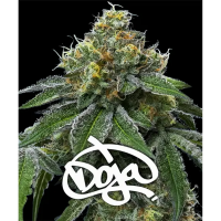Barneys Farm x Doja - RS11 x Banana OG