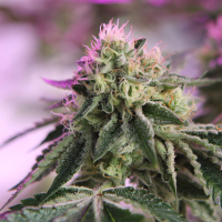 Barneys Farm x Doja - RS11 x Banana OG