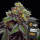 Barneys Farm x Doja - RS11 x Banana OG