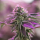 Barneys Farm x Doja - RS11 x Banana OG