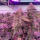 Barneys Farm x Doja - RS11 x Banana OG