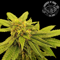 Universe of Seeds - Auto Galactic Cream