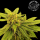 Universe of Seeds - Auto Galactic Cream