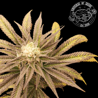 Universe of Seeds - Auto Manderine Zkittlez