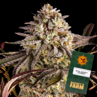 Barneys Farm - Blue Sunset Sherbert - 3x Cannabis Samen 1...