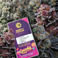 Barneys Farm - Candy Pack