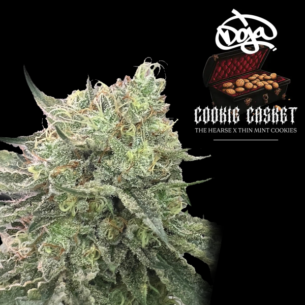 Barneys Farm x Doja - Cookie Casket
