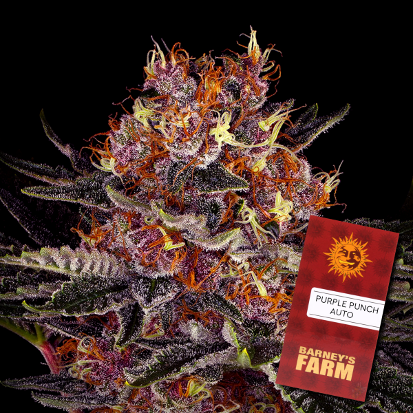 Barneys Farm - Purple Punch Auto