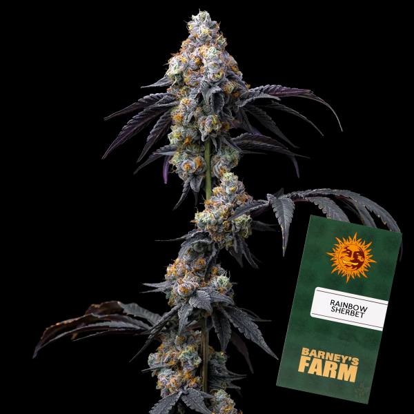 Barneys´s Farm - Rainbow Sherbet