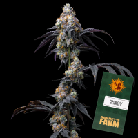 Barneys´s Farm - Rainbow Sherbet