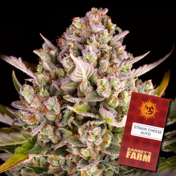 Barney´s Farm - Strawberry Cheesecake Auto