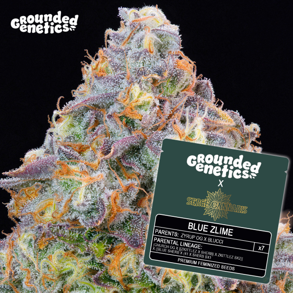 Grounded Genetics - BLUE ZLIME (Zyrup OG x Blucci) - 7 Seeds