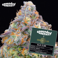 Grounded Genetics - BLUE ZLIME (Zyrup OG x Blucci) - 7 Seeds