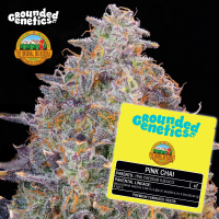 Grounded Genetics - PINK CHAI (Pink Cheddar x Blucci) - 7...