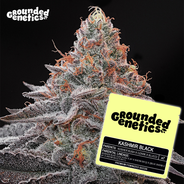 Grounded Genetics - KASHMIR BLACK (Kosher Kush x Ozark) x Blucci - 7 Seeds