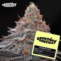 Grounded Genetics - KASHMIR BLACK (Kosher Kush x Ozark) x...