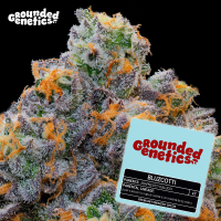 Grounded Genetics - BLUZCOTTI (Zoapscotti x Blucci) - 7...