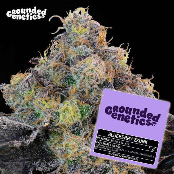 Grounded Genetics - BLUEBERRY ZKUNK (Zkunk x Blucci) - 7 Seeds
