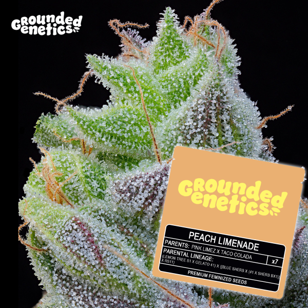 Grounded Genetics - PEACH LIMEADE Pink Limez x Taco Colada - 7 Seeds