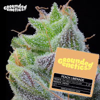 Grounded Genetics - PEACH LIMEADE Pink Limez x Taco...