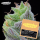 Grounded Genetics - PEACH LIMEADE Pink Limez x Taco Colada - 7 Seeds