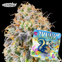 Grounded Genetics - ZKUNK (Exodus Cheese x Zunami) - 7 Seeds