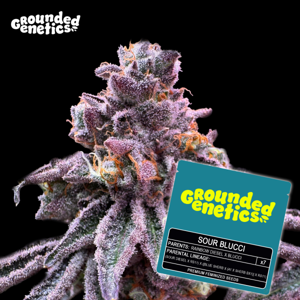 Grounded Genetics - SOUR BLUCCI (Sour D x RS11) x Blucci - 7 Seeds