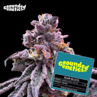 Grounded Genetics - SOUR BLUCCI (Sour D x RS11) x Blucci...
