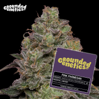 Grounded Genetics - PINK PARMESAN UK (Cheese x...
