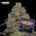 Grounded Genetics - PINK PARMESAN UK (Cheese x PapayaDawg) - 7 Seeds