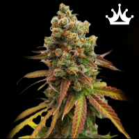 Royal Queen Seeds - Special Queen #1 10 Seeds