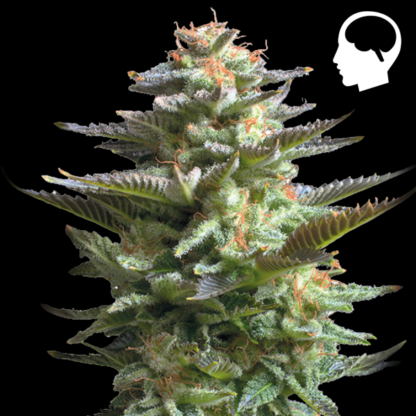 Royal Queen Seeds - Amnesia Haze Auto 10 Seeds