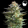 Royal Queen Seeds - Amnesia Haze Auto 10 Seeds