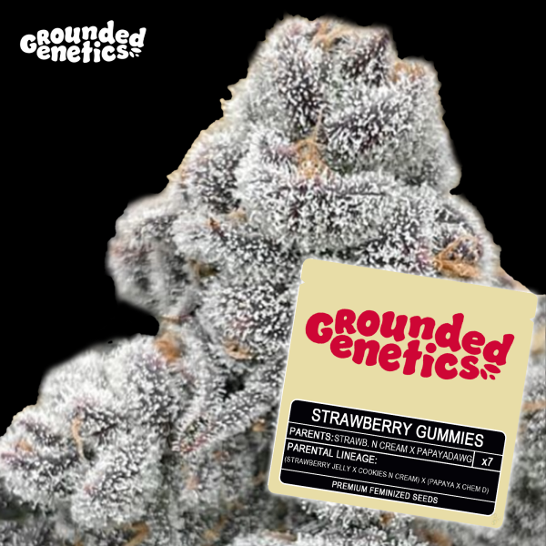 Grounded Genetics - STRAWBERRY GUMMIES (Strawberries n Cream x PapayaDawg) - 7 Seeds