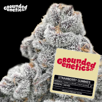 Grounded Genetics - STRAWBERRY GUMMIES (Strawberries n...