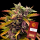 Barneys´s Farm - Gorilla Glue Auto