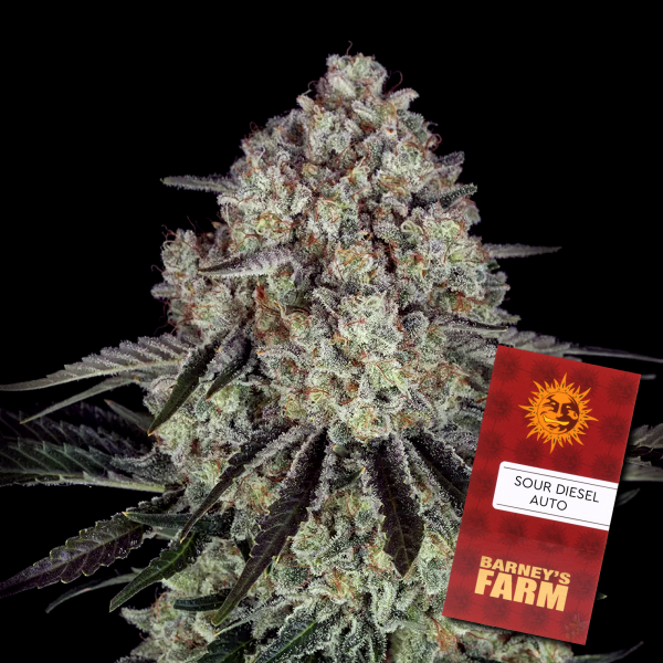 Barneys´s Farm - Sour Diesel Auto