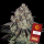 Barneys´s Farm - Sour Diesel Auto