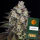 Barney´s Farm - Trainwreck