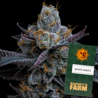Barney´s Farm -  White Runtz