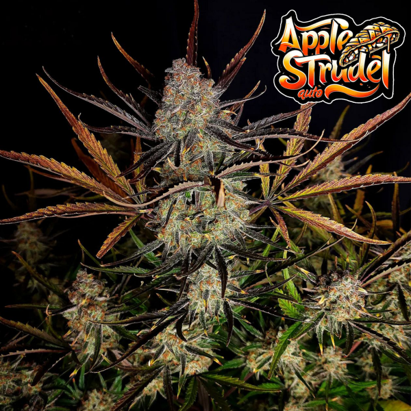 FastBuds - Apple Strudel