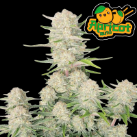 FastBuds - Apricot Auto  1 Seed