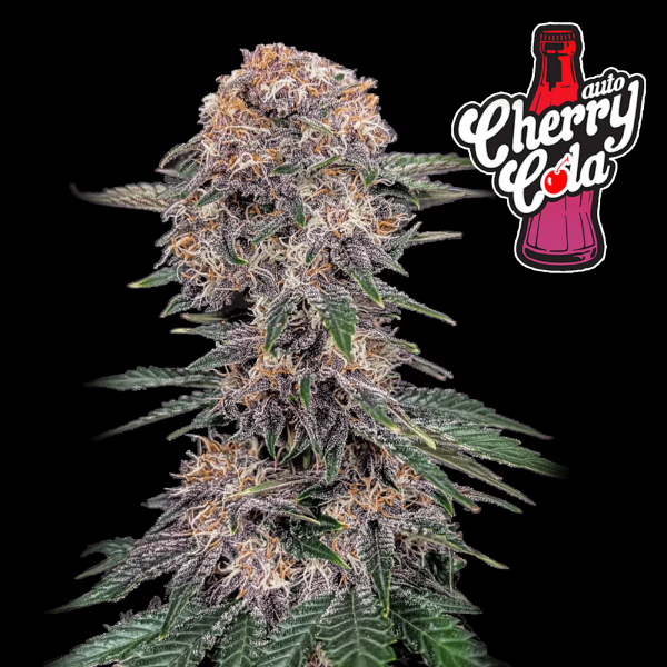 FastBuds - Cherry Cola Auto  1 Seed