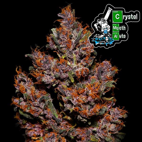 FastBuds - Crystal Meth Auto