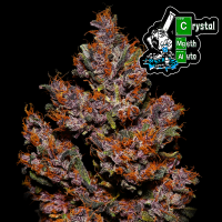 FastBuds - Crystal Meth Auto 3 Seeds