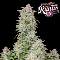 Fastbuds - Forbidden Runtz Auto