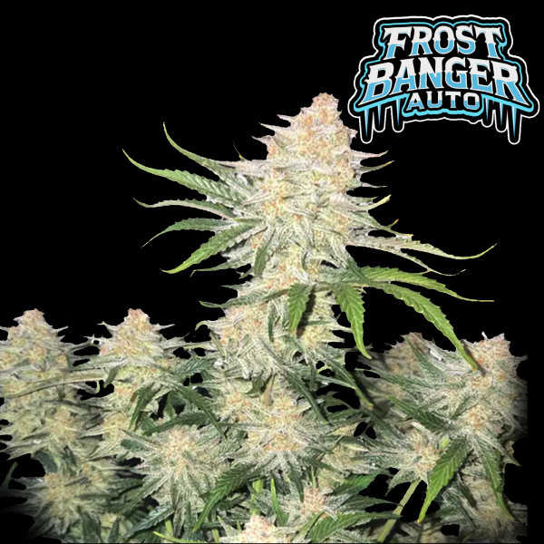FastBuds - Frostbanger Auto