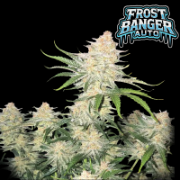 FastBuds - Frostbanger Auto