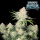 FastBuds - Frostbanger Auto