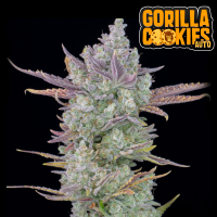 FastBuds - Gorilla Cookies Auto